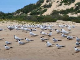 Whitecheeked terns